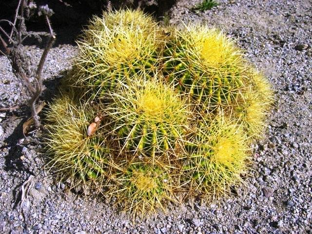 Echinocactus_ grussonii_8